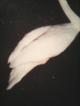 VINCENT EGON VERSCHUEREN