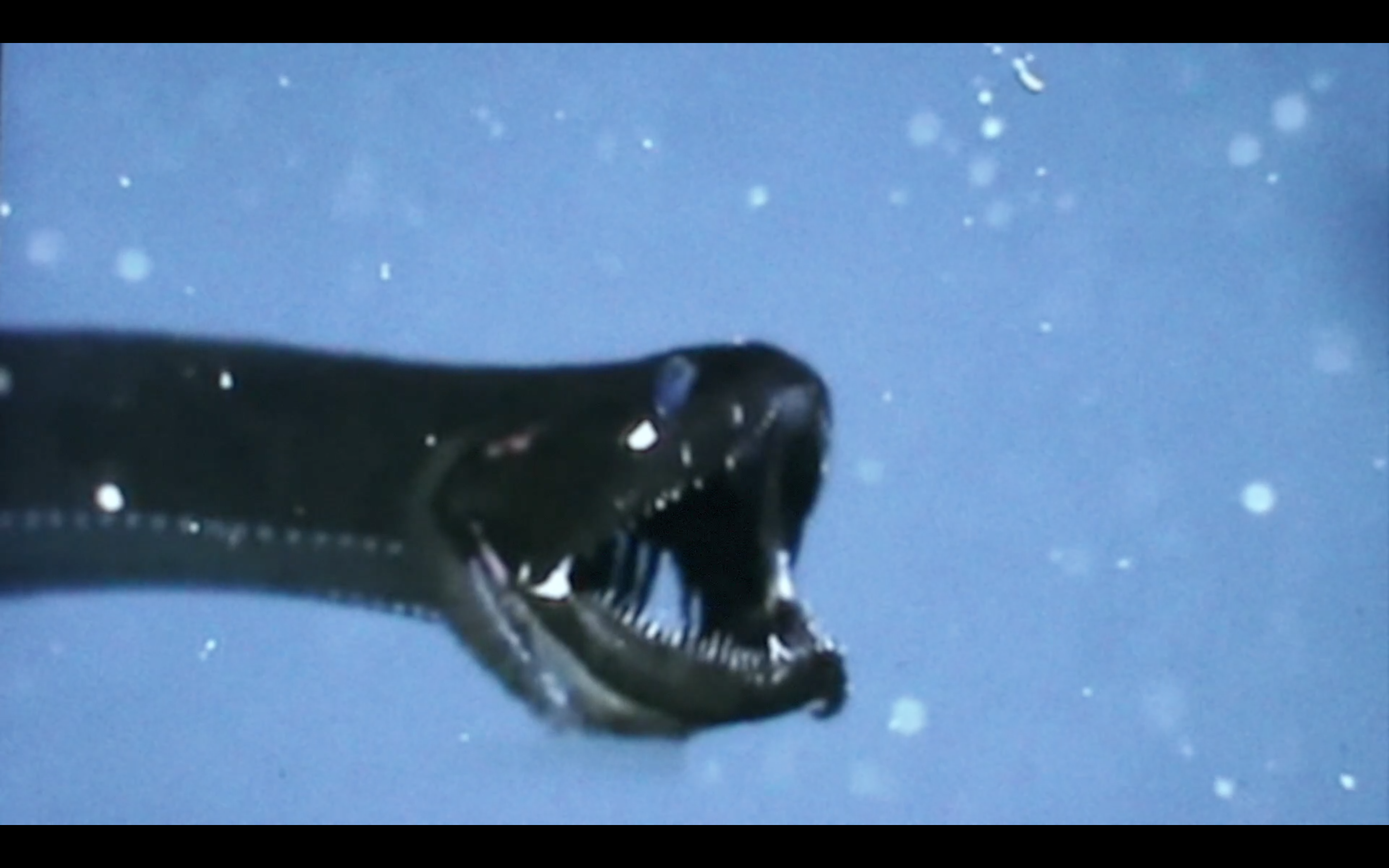 VINCENT EGON VERSCHUEREN